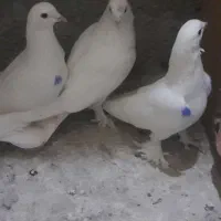 کبوتر|پرنده|تبریز, |دیوار