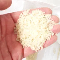 فروش برنج فجر سوزنی شبنم دیده