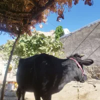 گاو ابستن ب شرط