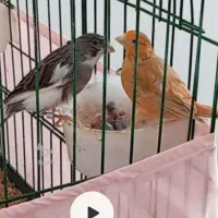 یک جفت قناری فقط فروش