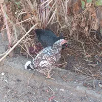 مرغ و خروس اصیل