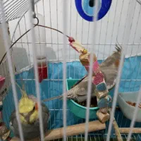 یه جفت عروس هلندی|پرنده|رباط‌کریم, الارد|دیوار