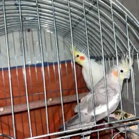 فروش جفت عروس هلندی|پرنده|اردکان, |دیوار