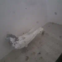 گبوتر|پرنده|اصفهان, ارغوانیه|دیوار