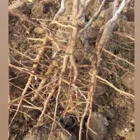 فروش انواع نهال پیوندی|گل و گیاه طبیعی|میاندوآب, |دیوار