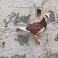 جوجه کبوتر ابلق سرخ نر