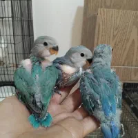 طوطی برزیلی