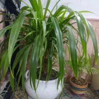 گل بسیار زیبا و سرحال