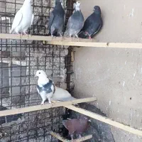 تعدای کبوتر پرشی
