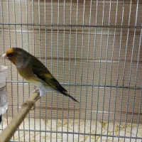 سره قناری های همه نوع رنگ سن فقط شش ماهه