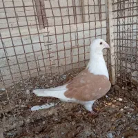 دوکت زرد پلاکی نر