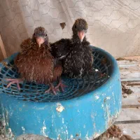 جفت سیاتی با جوجه