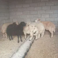 بره نر    تکی و جمله    شوش دانیال|حیوانات مزرعه|شوش, |دیوار