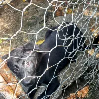 ژرمن|سگ|نشتارود, |دیوار