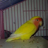 طوطی برزیلی زرد نر|پرنده|بجنورد, |دیوار