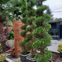 لاوسون پیچ سه عدد پر سه متر قدشون