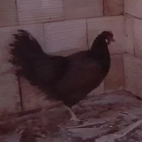 مرغ رسمی سیاه تخم گذار