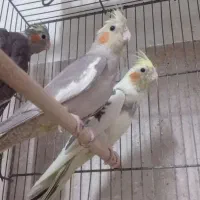 عروس هلندی|پرنده|قم, در بهشت|دیوار