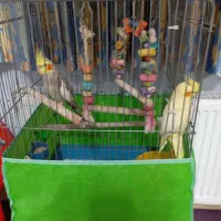 عروس هلندی نروماده سالم|پرنده|شاهرود, |دیوار