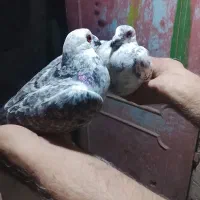 کبوتر