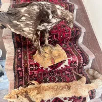 مجسمه مناسب ویترین مغازه و خانه