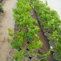 انگور ونهالهای پیوندی گلدانی