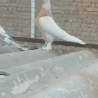 پلاس کاکلی گرفتنی