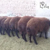 بره نر جوان|حیوانات مزرعه|کاشان, مزرعه نواب|دیوار