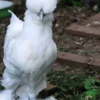 جوجه تخمگ ذار 3روزه سلطان واکسن خورده