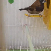 فنچ بنگالی|پرنده|جهرم, |دیوار