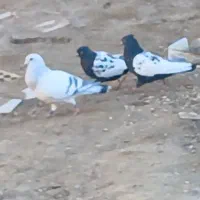 کبوتر جفتی|پرنده|کشکوئیه, |دیوار