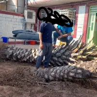 بریدن نخل قطع درخت هرس نخل سمپاشی نخل باغبانی|خدمات باغبانی و درختکاری|اهواز, شهرک نفت|دیوار