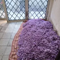 زعفران اتویی صادراتی کشاورز تربت|خوردنی و آشامیدنی|مشهد, فتح المبین|دیوار