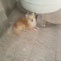 سگ فروشی یا معاوضه دو نژاد خاص
