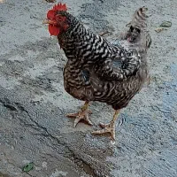 خروس ومرغ تخم گذار وتعدادی اردک و جوجه ۴ماهه|حیوانات مزرعه|کلاردشت, |دیوار