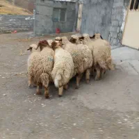 ۱۰ کاور هیکلی بزرگ داشتی و پرواری بره یکدست