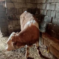 دوعدد گاو نر سیمینتال درجه یک