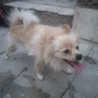 سگ پامر روباهی با دوتا توله
