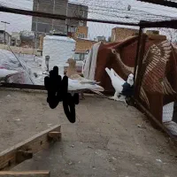 بهبونی پلنگ هوایی|پرنده|شیراز, کوشک میدان|دیوار