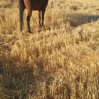 اسب ماده ۵سال ۳ماه آبستن
