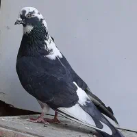 کبوتر گرفتنی