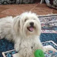 سگ پاکوتاه نژاد تریر