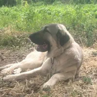 سگ عراقی پژدر|سگ|اردبیل, |دیوار