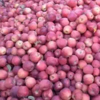 اجاره میگریم باغ زیر درختی سیب