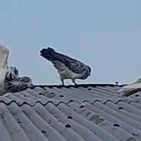 کفتر سفید پشت خال دار  کم شده