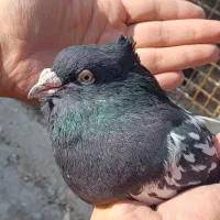 زرد دم سفید کله سیاه