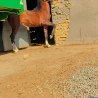 اسب نریان