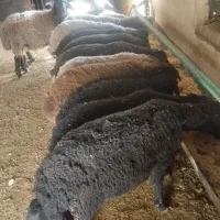 گوسفند بره نر