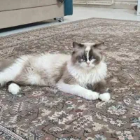 گربه بریمن