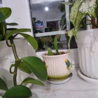 ۵ عدد گل وگلدان طبیعی..زیبا و تمیز..|گل و گیاه طبیعی|اسلامشهر, شهرک سعیدیه|دیوار